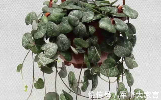 多肉|多肉爱之蔓,花名唯美,寓意浪漫,垂盆生长很文艺