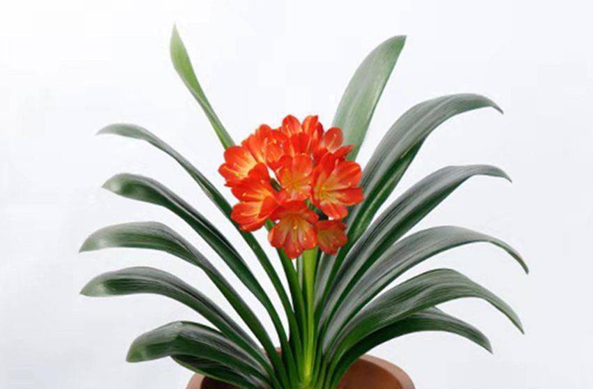 啤酒水|君子兰一生就喜欢一种土和两种肥,好好把握,再也不怕长不好