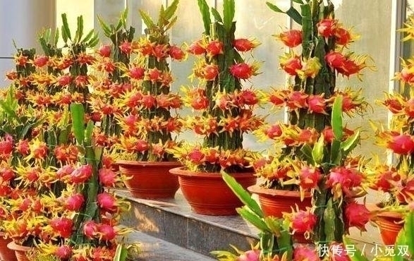 果实|公认“养不死”的7种水果盆栽,粘土就活,新鲜果实一年吃不停