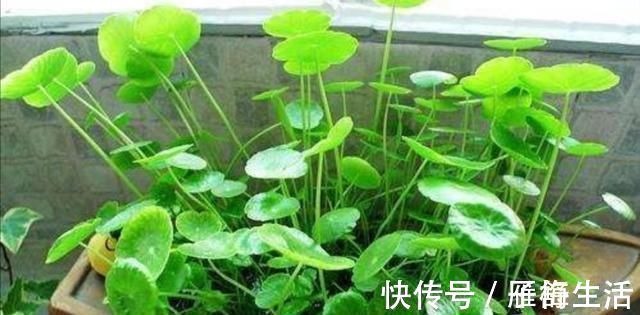 植物|野外有3种“植物”,遇水就活,非常好养,还能做盆景