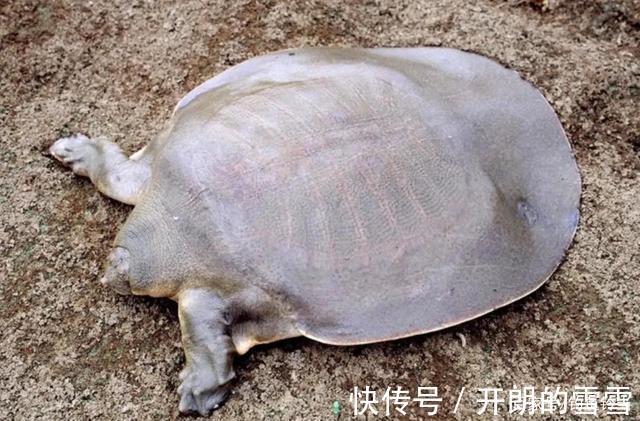 胆大包天，钓到鼋竟然敢网上公开叫卖！是钓鱼人的愚昧还是无知