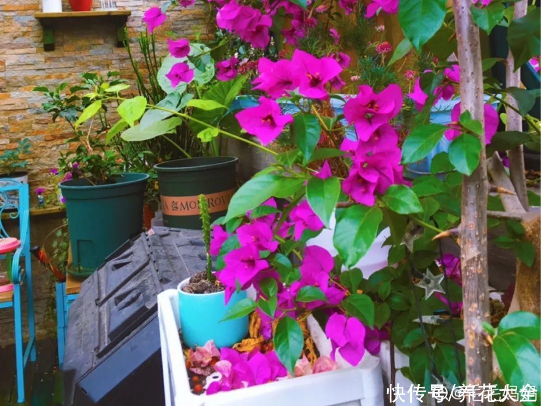  开花|开花时间PK，秋海棠第二，就没花敢称第一