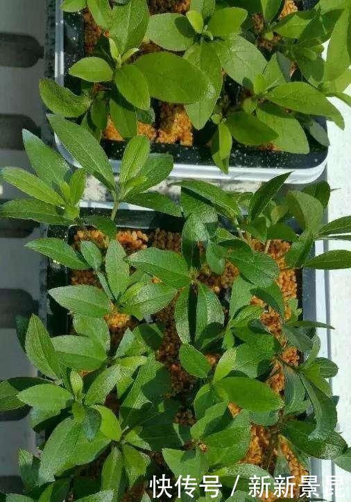 谁说天热不能扦插，这3种花这样做，呼呼冒白根长疯了