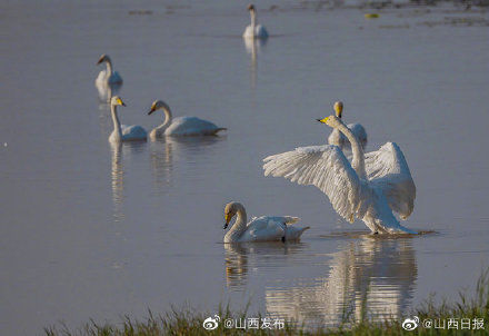 黄河湿地|平陆黄河湿地迎来首批越冬白天鹅