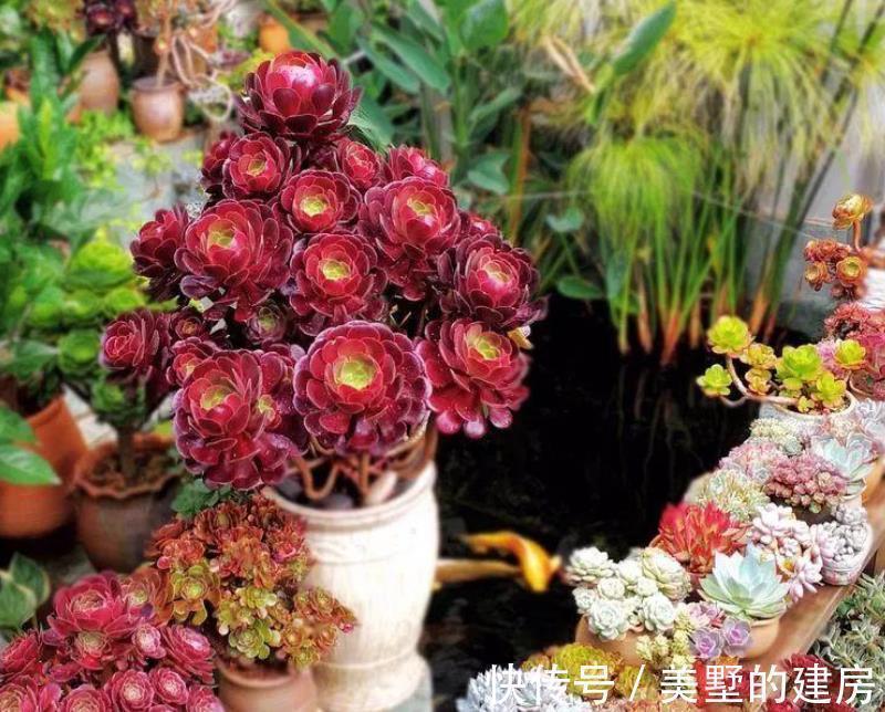 多肉状态为啥差别甚大,别家的肥美又鲜亮?被这3个原因耽误了