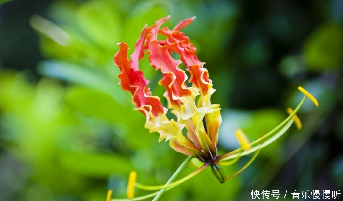 旅行看世界:地球上最稀有的9种花,它们生长在哪儿,您见过吗?