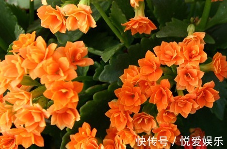 家养|家养长寿花总是难开花记住这些小细节,轻松花开爆满盆