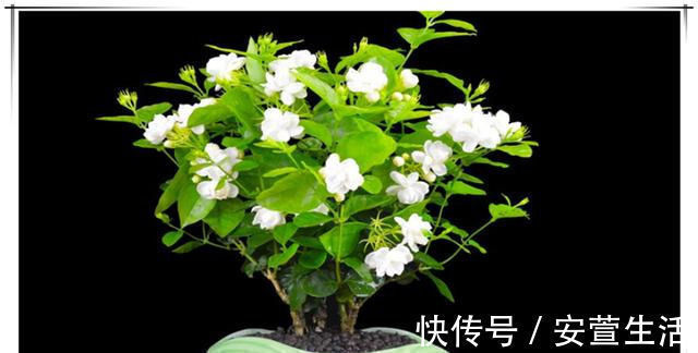 夏天养茉莉花，只要做对1件事，根粗叶绿，花开一茬接一茬