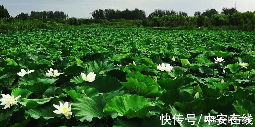 花瓣|超美！阜阳全年“赏花地图”出炉！建议收藏→