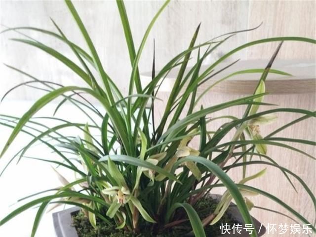 兰花爱吃这2种“粉”,什么黄豆水、过期药都不如它,效果出奇好
