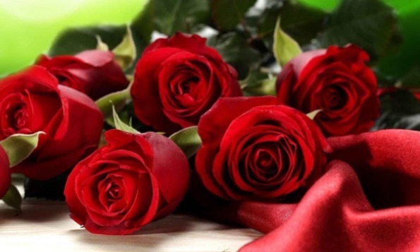 养花就养热情奔放的,头戴“花中皇后”桂冠,花开正红色,美爆了