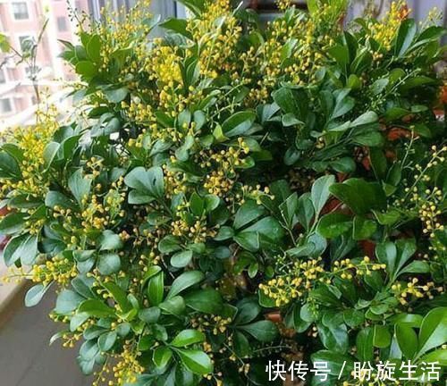 养花就养这几款，全年开花不停，开花漂亮花期长，谁养谁喜欢