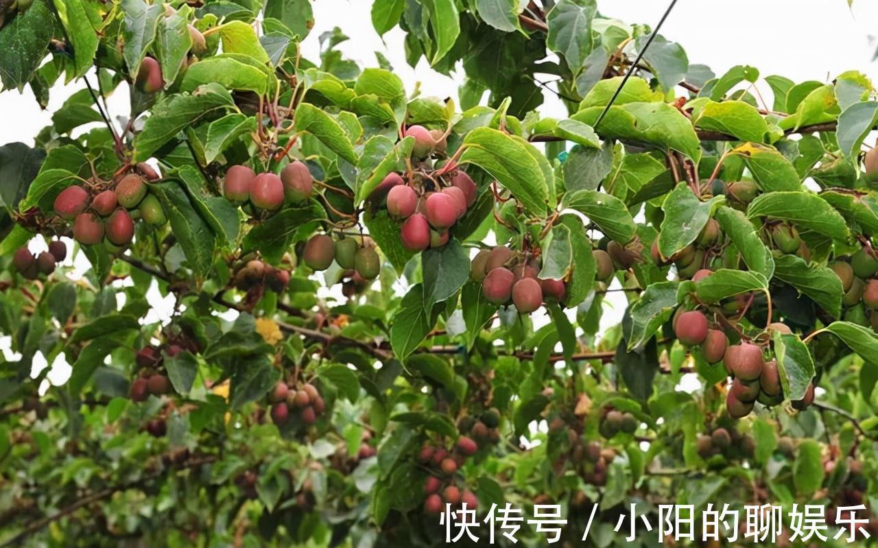 软枣猕猴桃|建议大家,家乡若有这种果树,就保护起来吧,别让人随意采摘