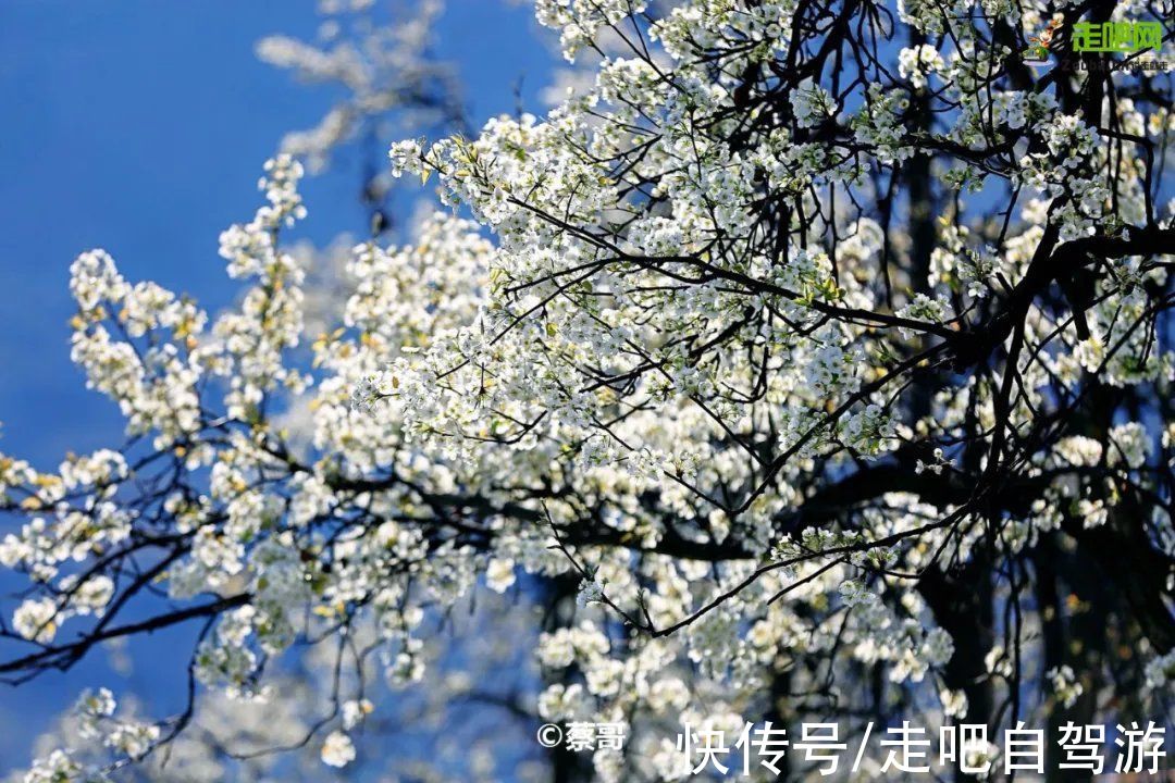 神仙包|春天第一站就去这里！醉春天之川西花海、雪山、冰湖七天之旅