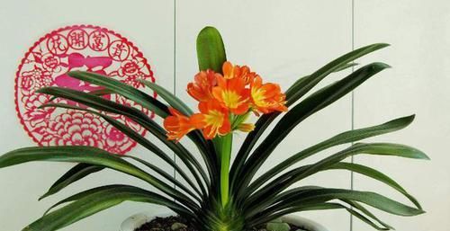 不清楚养花该怎么施肥，用什么肥，就抓紧跟着学吧！