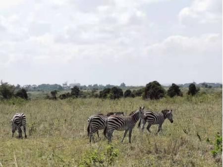 国家|在肯尼亚的国家公园Safari是一种怎样的体验