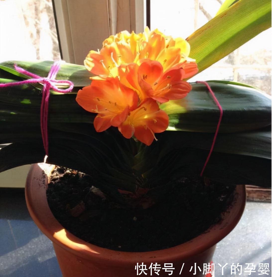 君子兰,蟹爪兰总是不开花,弄条鱼养一养,花朵到处乱窜