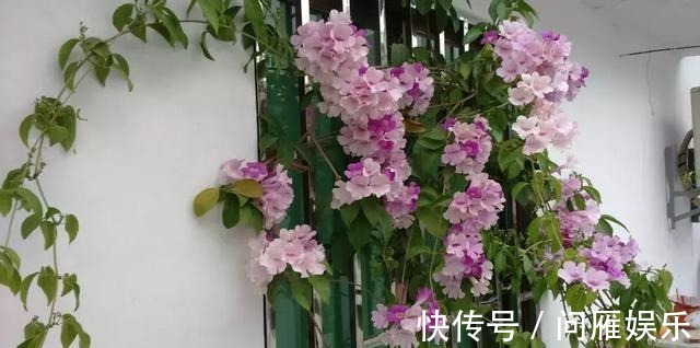 1种花1年能长4米高，花开1000朵，从来不生虫，花还能当蒜吃！