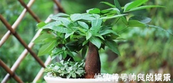 花卉|有钱人家中养花特讲究,就只养此4种花,难怪好运直上不停