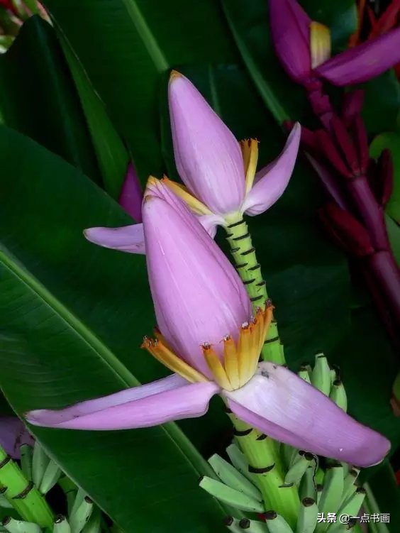 教程@图文教程——芭蕉画法