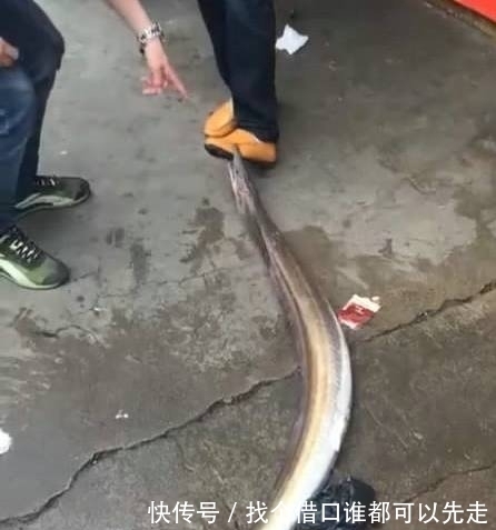 男子|男子钓到一条大鱼,刚带回家就从桶里跑出来了,下一秒马上悲剧了