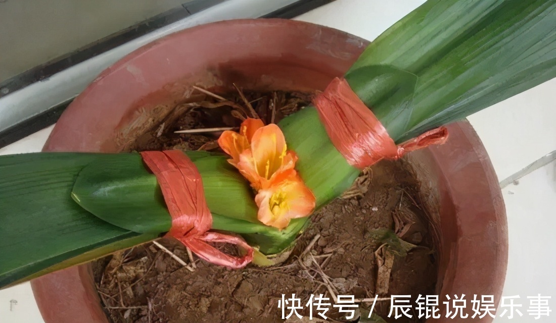 4年不开花的君子兰,没花一分钱,我让它开花了