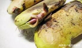 水果|立秋后，几粒“种子”扔盆里，10天成盆栽，来年“果子”挤爆盆