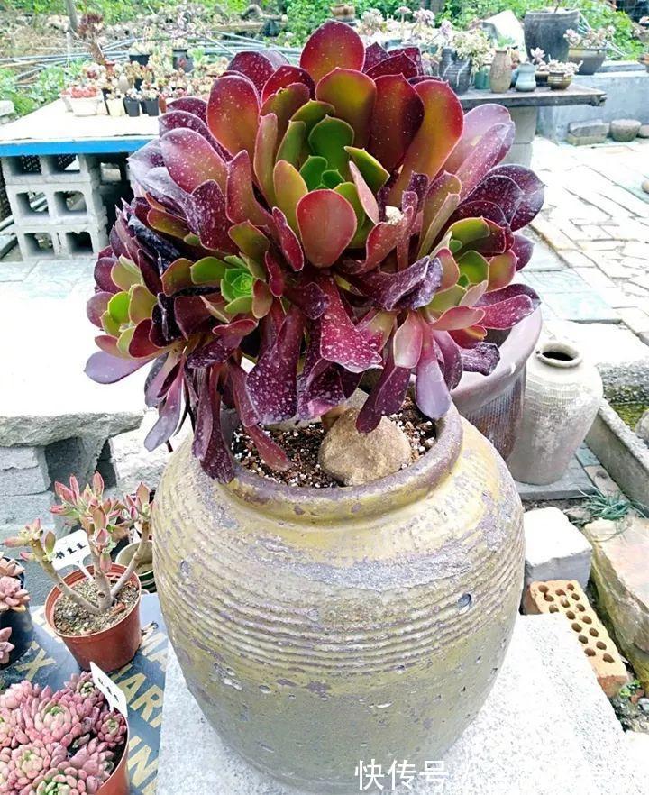 坛子|他用菜坛子种多肉,1分不花,呼呼长成“大米饭”!