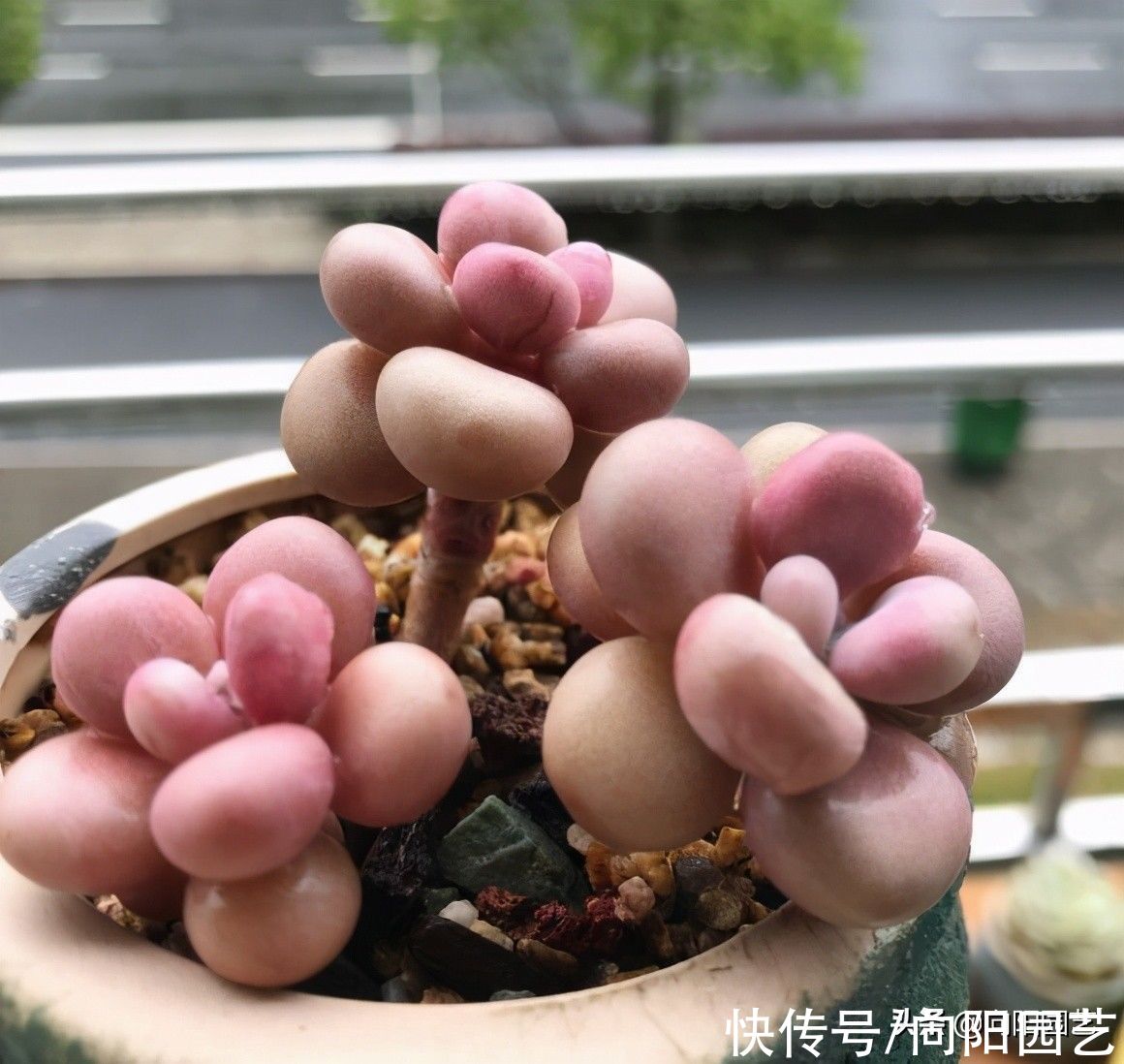 买回家的多肉不发根，僵苗，其实是你没修根，上盆前要修根