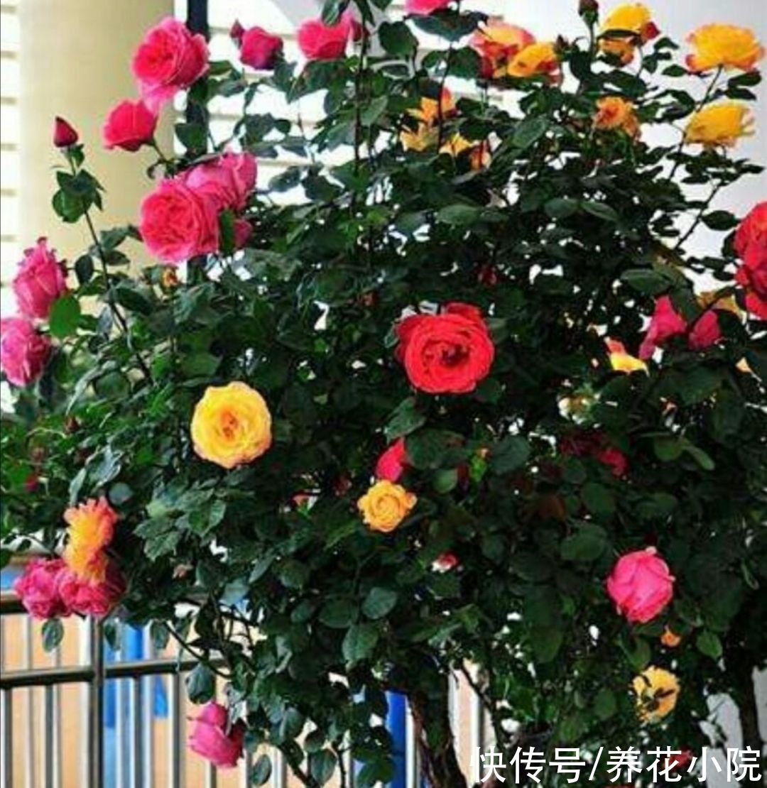 枝条|夏天养4种花，耐热、耐晒，开花多又勤