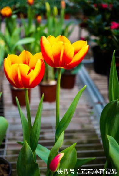 提醒：这12种“漂亮花”，不适合养在室内，别不当回事