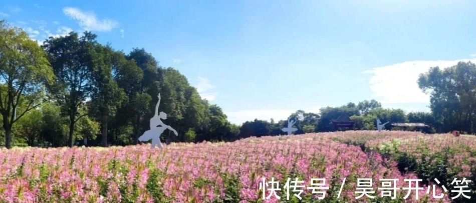 雀儿山公园|醉蝶花海，烂漫金秋！快来雀儿山公园打卡7000平米醉蝶花