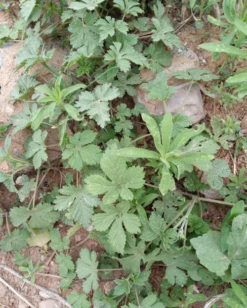 農(nóng)村這種“害草”具有清熱解毒、消腫利尿的功效