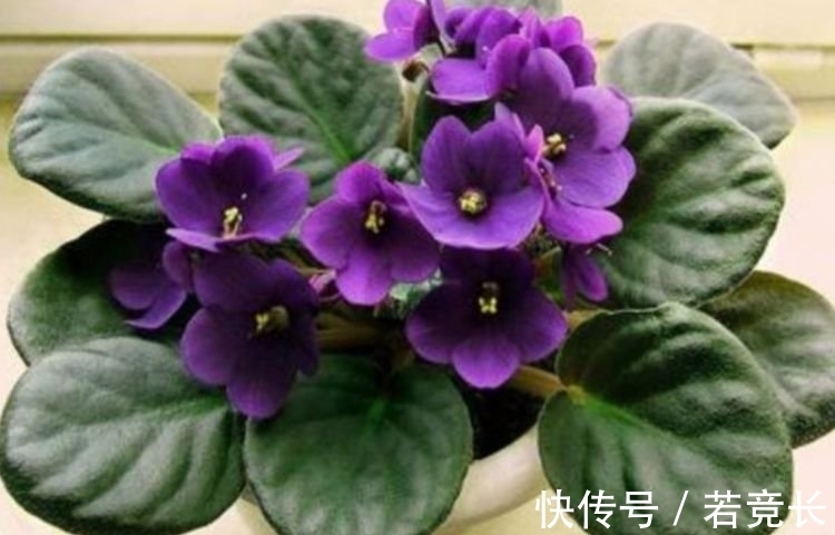 “4种花”很适合阳台养,妖艳妖娆,层层交叠,烂漫迷人眼