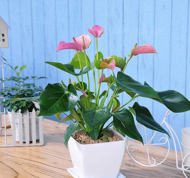 做生意的人都喜欢养的5款植物,好养活,寓意好