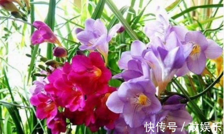 阳台养这5款花,花开比牡丹还美,浇点水就呼呼长,开花爆满盆!