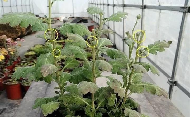 琴叶榕|这些“漂亮花”,7月不修剪,来年没花看,后悔一整年