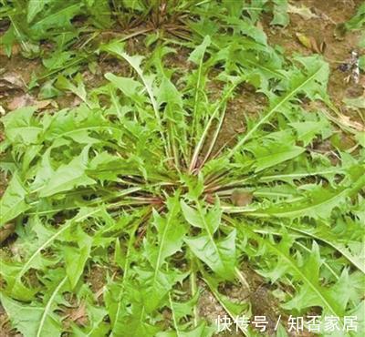 色斑|养肝就是保命,3种野菜,养肝护肝,排毒养颜,安神助眠,除色斑