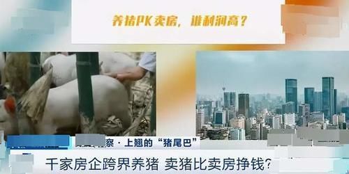 房价|1000多家房企相继跨界养猪，只因房价下降猪价上涨？别太天真了