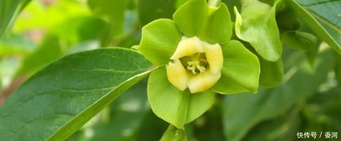 農(nóng)村最受追捧的5種中草藥，你認(rèn)識(shí)幾種？認(rèn)識(shí)3種以上的就厲害了