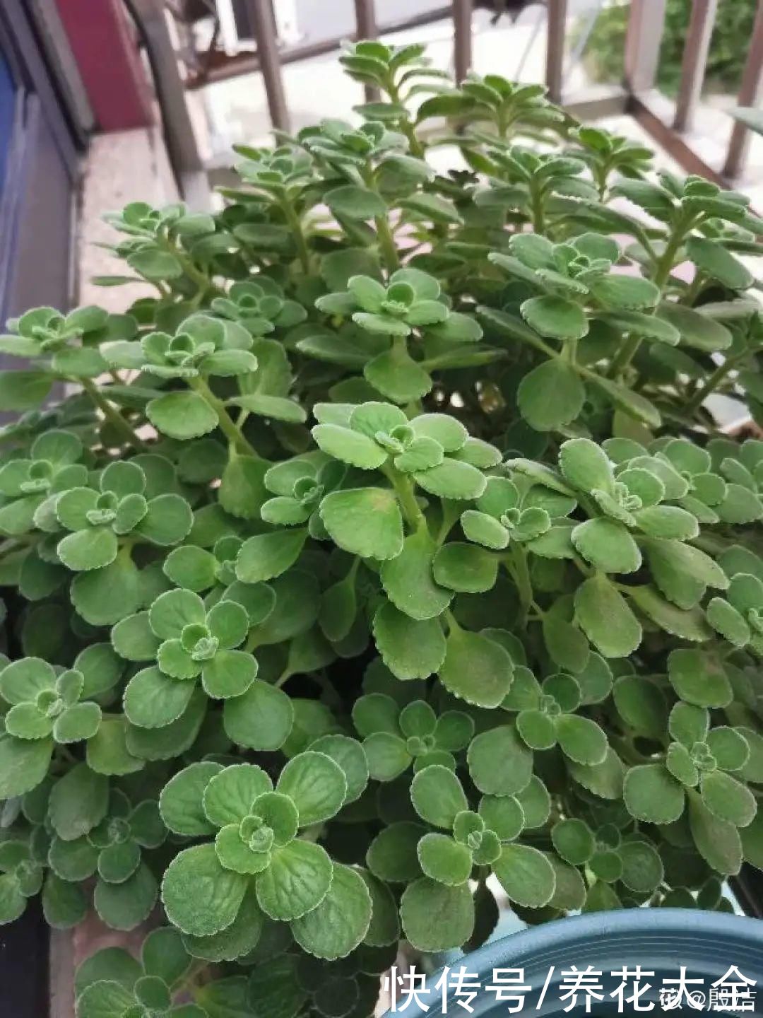  长寿|卧室养盆芦荟，净化空气效果好，安睡一整晚