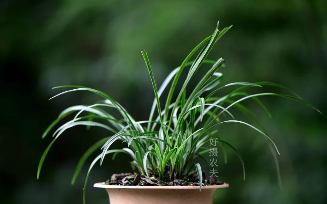 兰花|如何让松针、锯末、花生壳发酵效率翻倍？两个妙招，非常简单实用