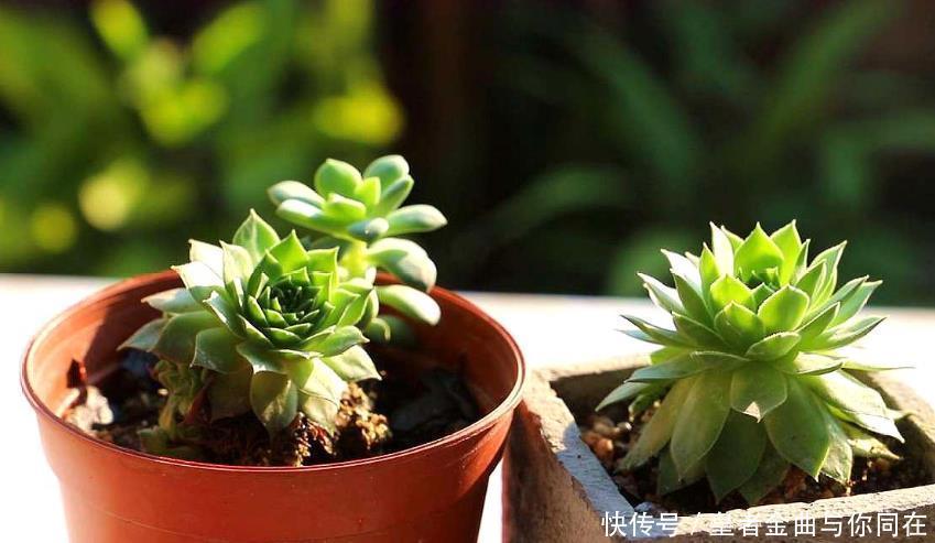 养多肉怎么争“天时地利”盆栽做到4点，叶子全年糖果色