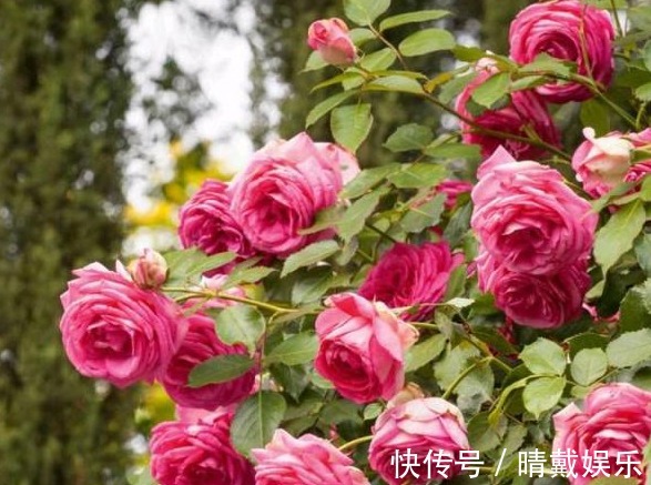 龙沙宝石|月季花有3000多个品种，此3种荣获“全世界最受欢迎月季”殊荣