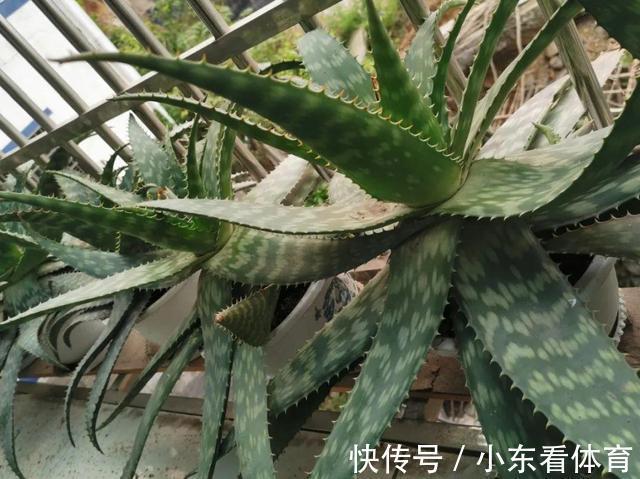 叶子|10种花要控水,天热反而不能浇,一浇水就死