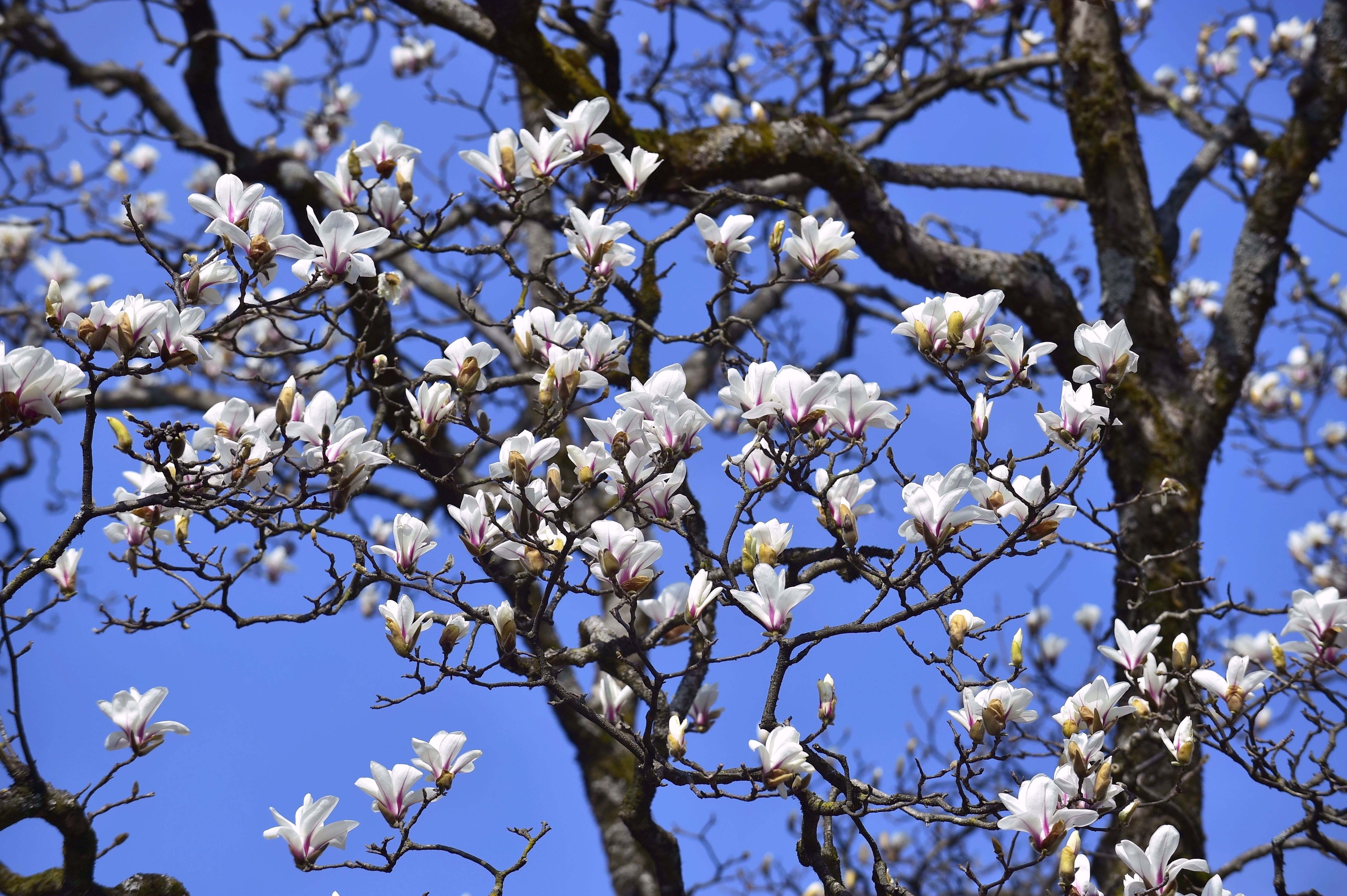 春意|黄山风景区:望春花开枝头,春意满山满谷