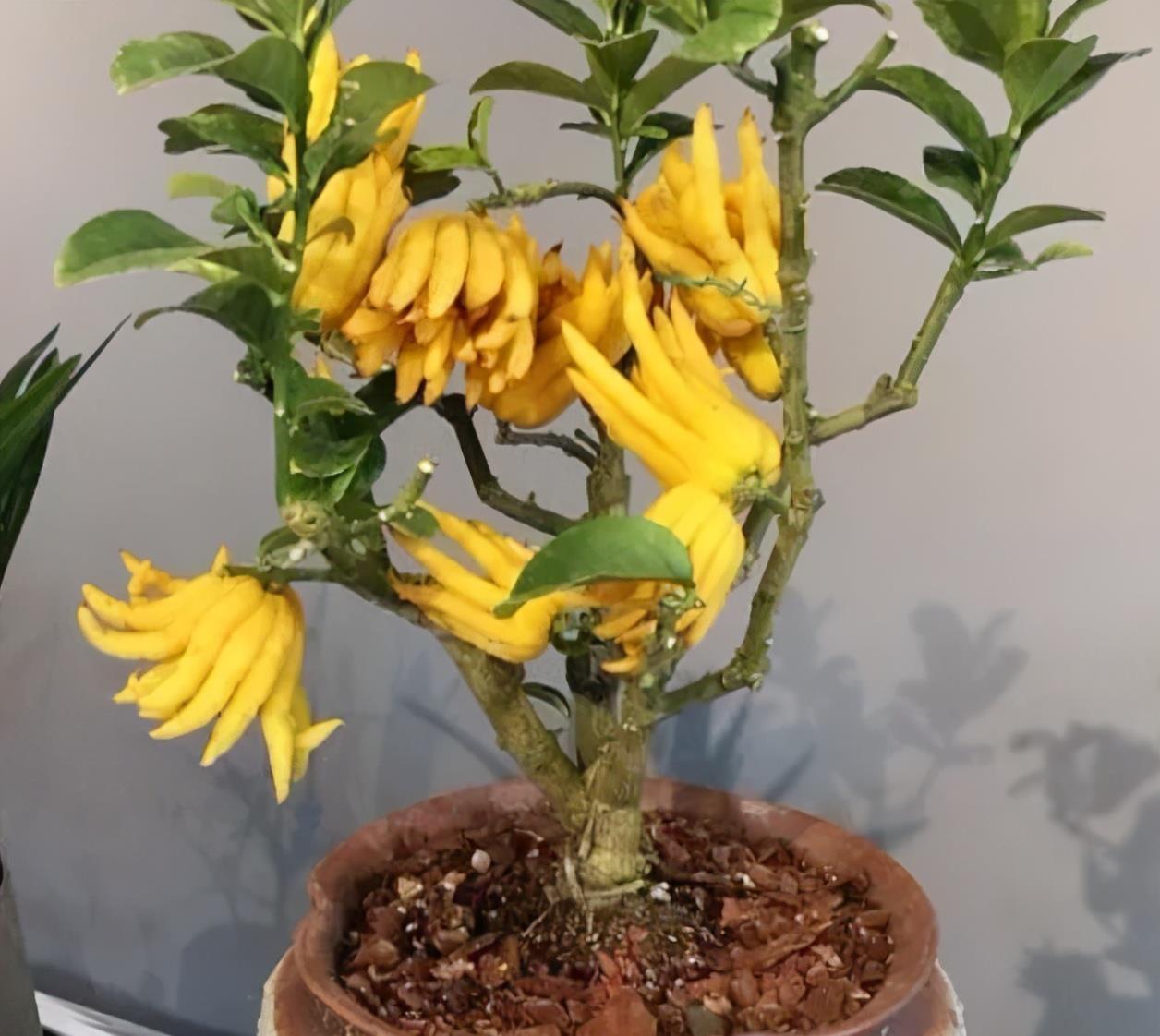 关键|阳台和院子养花,不妨养盆它,既能观花也能观果,关键还有芳香味