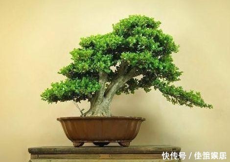 养花养“贵气”,4种花美观养眼,观赏价值高