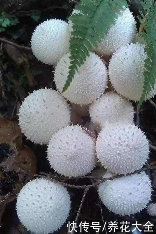 土壤出现4个问题，要赶紧换盆，不然植物都死了