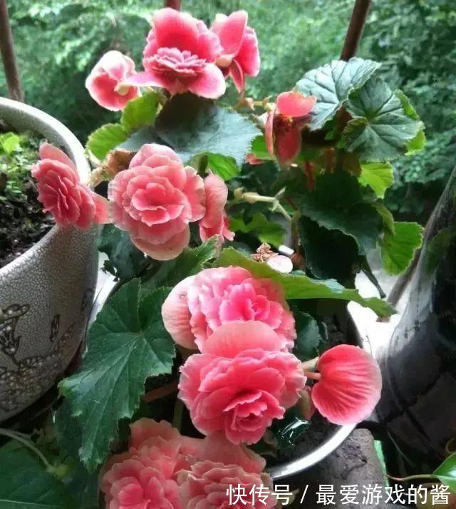 适合10月扦插的“5种花”,喜欢不要花钱买,几根枝条就能插一盆